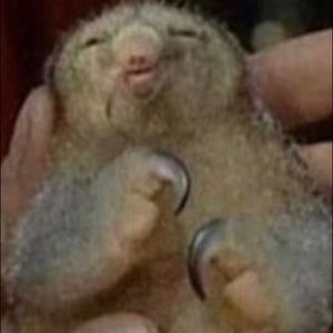 Meet your Posher, Rachael